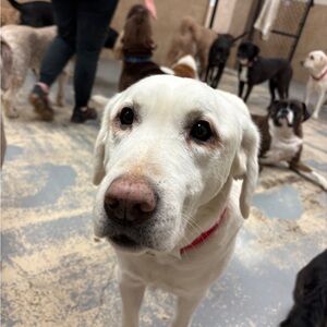 Meet your Posher, Susan